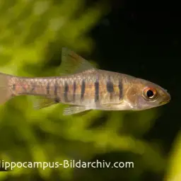 Blue Banded Barb, photo 4