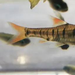 Blue Banded Barb, photo 6