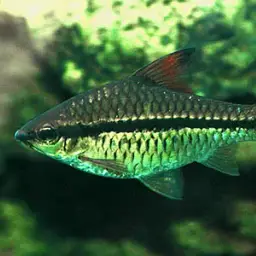 African Longstripe Barb