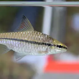 African Longstripe Barb, photo 2