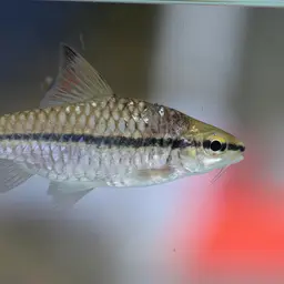 African Longstripe Barb, photo 3
