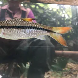 African Longstripe Barb, photo 4