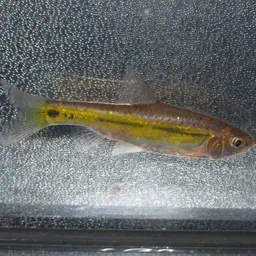 Line-spotted Barb