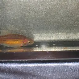 Line-spotted Barb, photo 2