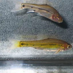 Line-spotted Barb, photo 3