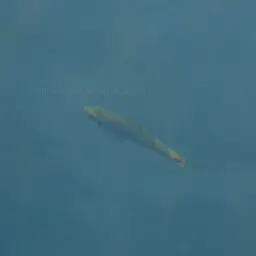 Line-spotted Barb, photo 4