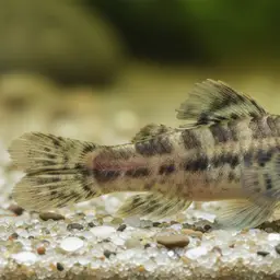 Barcheek Goby