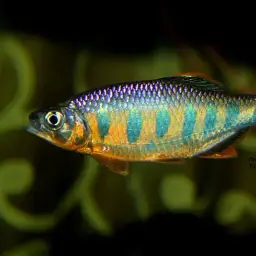 Opsarius ardens