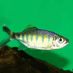 Opsarius ardens, photo 2