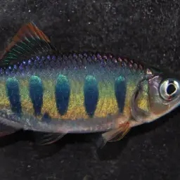 Opsarius ardens, photo 3