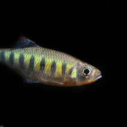 Opsarius ardens, photo 4