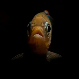 Opsarius ardens, photo 5