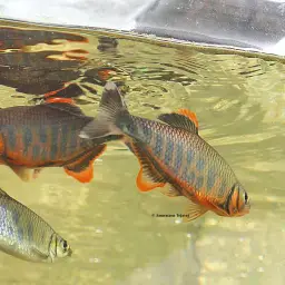 Opsarius ardens, photo 6