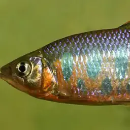 Opsarius ardens, photo 7