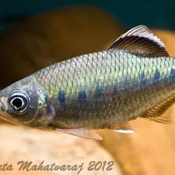 Malabar Baril, photo 1