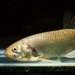 Indian Hill Trout, photo 2