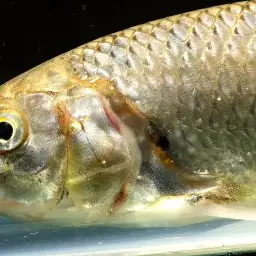 Indian Hill Trout, photo 3