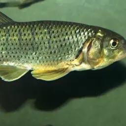 Indian Hill Trout, photo 6