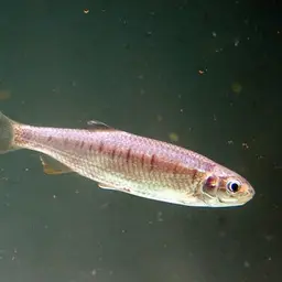 Indian Hill Trout, photo 9