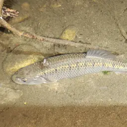 Indian Hill Trout, photo 10