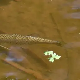 Indian Hill Trout, photo 11