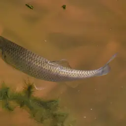 Indian Hill Trout, photo 12
