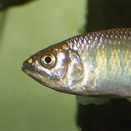 Malabar Baril