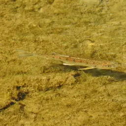 Malabar Baril, photo 4