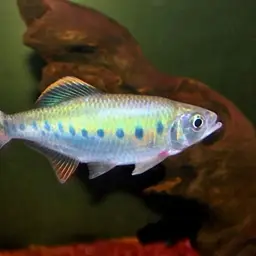 Opsarius malabaricus, photo 1