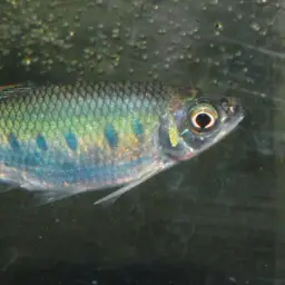 Opsarius malabaricus, photo 2