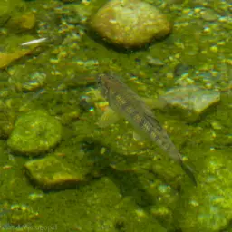 Vagra Baril, photo 3