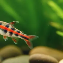 Barred Pencilfish, photo 5