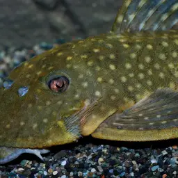 Magnum Pleco, photo 4