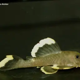 Magnum Pleco, photo 5