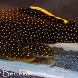 Gold Nugget Pleco, photo 2