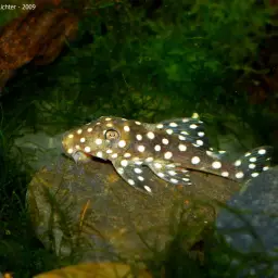 Snowball Pleco, photo 1