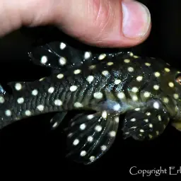 Snowball Pleco, photo 2