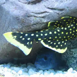 Golden Nugget Pleco