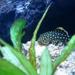 Golden Nugget Pleco, photo 2