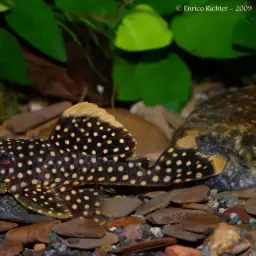Golden Nugget Pleco, photo 3