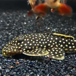 Golden Nugget Pleco, photo 4