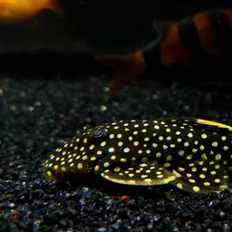 Golden Nugget Pleco, photo 5