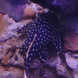 Golden Nugget Pleco, photo 6