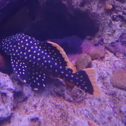 Golden Nugget Pleco, photo 7