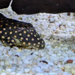 Golden Nugget Pleco, photo 8