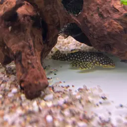 Golden Nugget Pleco, photo 9