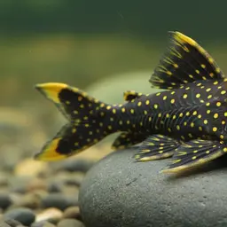 Golden Nugget Pleco, photo 10
