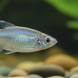 African Moon Tetra