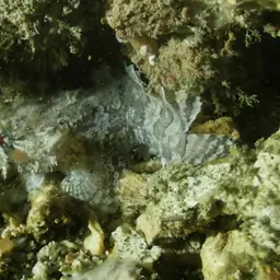 Threespine Frogfish, photo 2