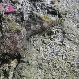Threespine Frogfish, photo 4